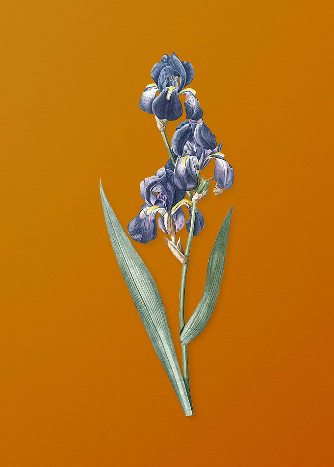 Vintage Dalmatian Iris