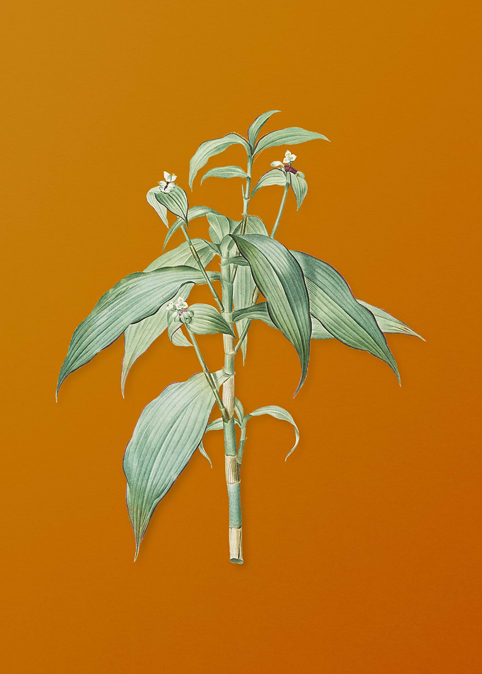 Vintage Commelina Zanonia