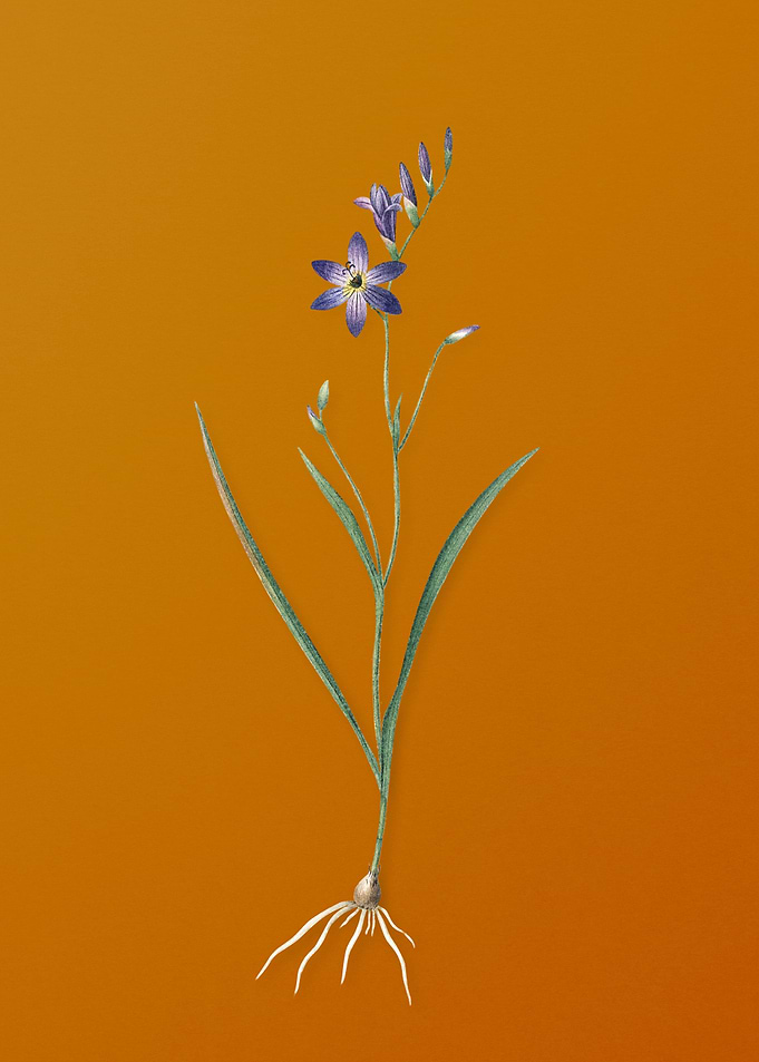 Vintage Ixia Secunda