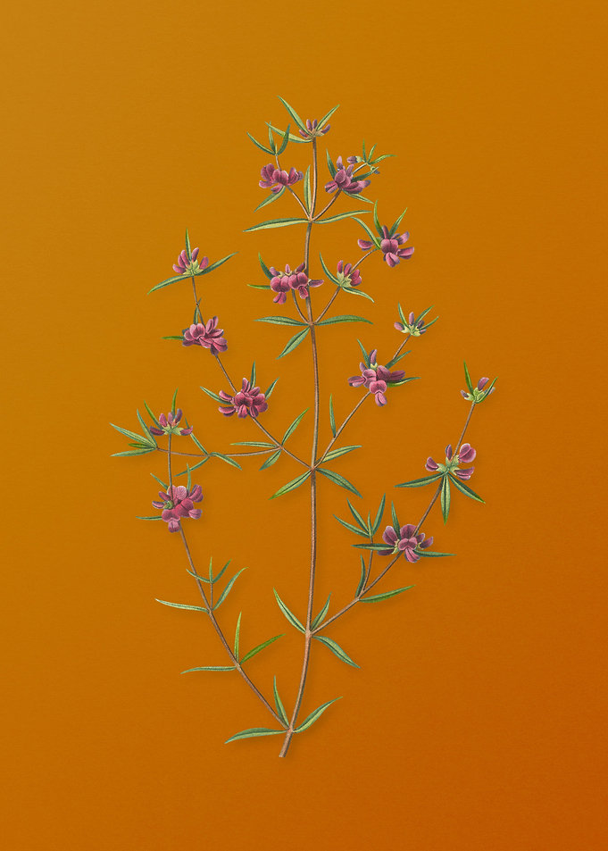 Heath Mirbelia Branch