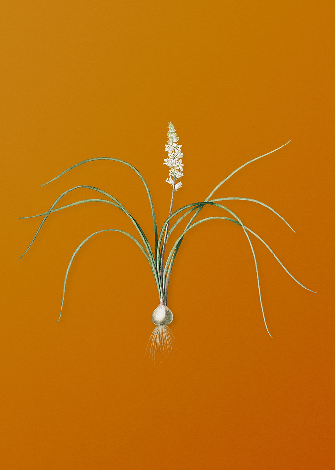Lachenalia Angustifolia