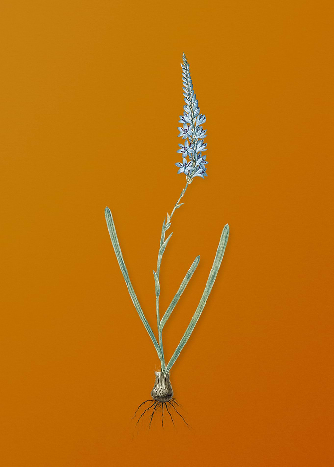 Vintage Ixia Cepacea