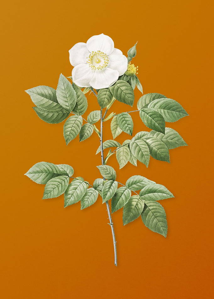 Vintage Leschenaults Rose