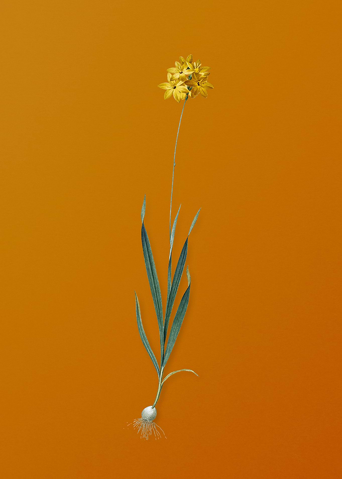 Vintage Orange Ixia Flower