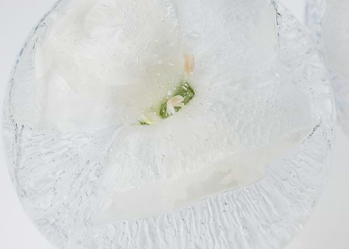 White carnation in ice 1