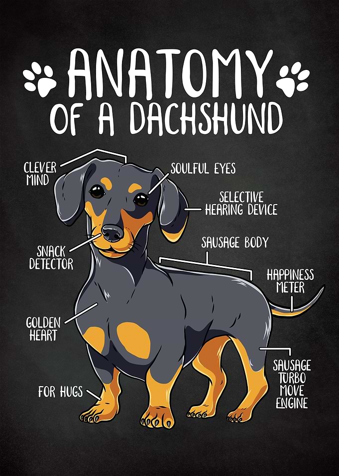 Dachshund Dog Anatomy