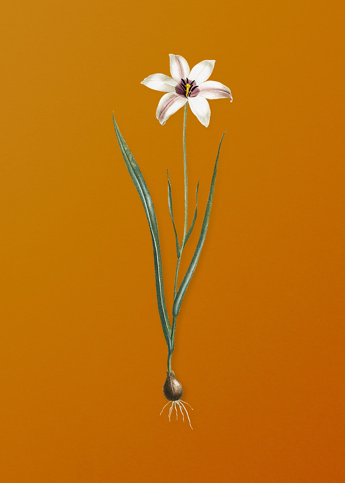 Vintage Lady Tulip Flower