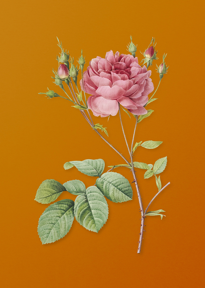 Pink Cumberland Rose