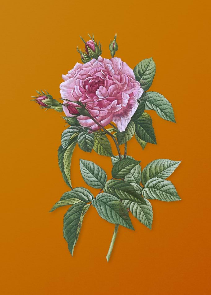 Vintage Pink French Rose