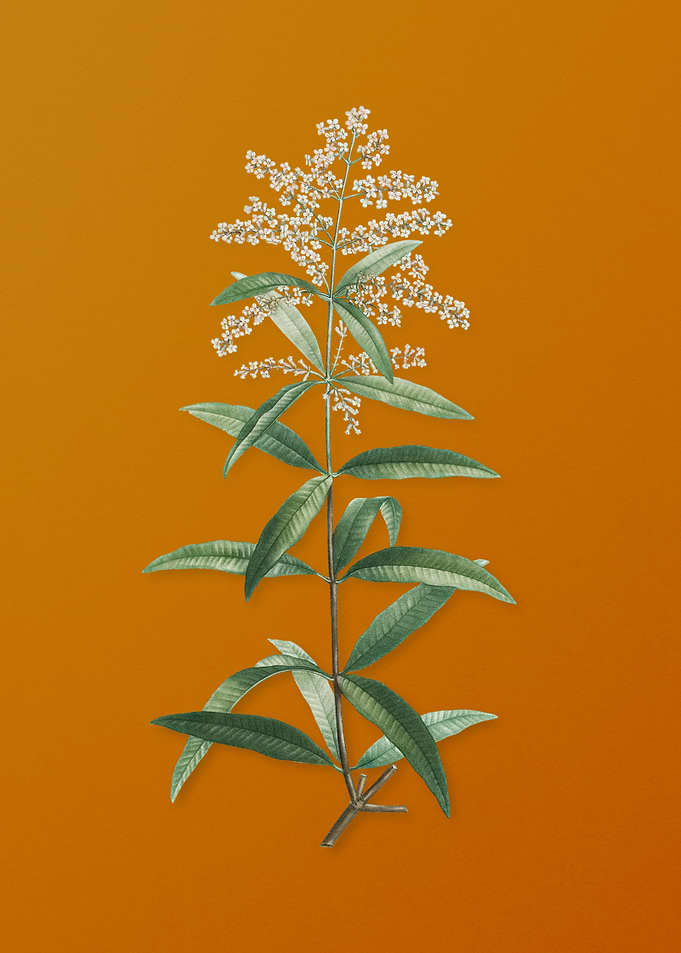 Lemon Verbena Branch