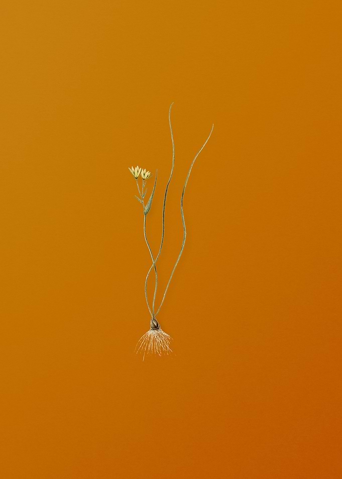 Ornithogalum Spathaceum