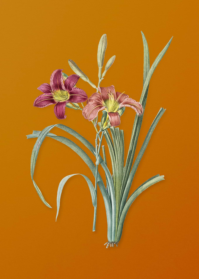 Vintage Orange Day Lily