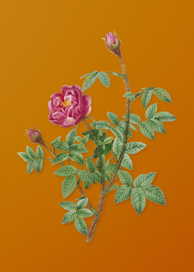 Vintage Moss Rose Flower