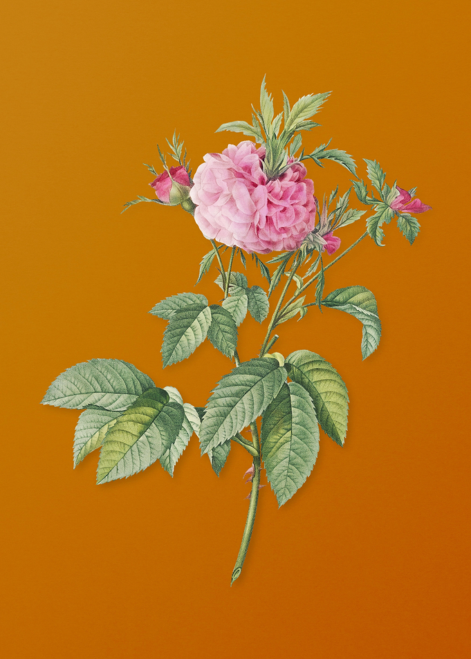 Vintage Pink Agatha Rose
