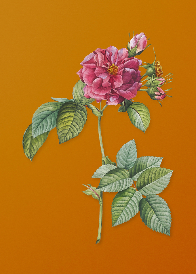 Pink Francfort Rose Flower