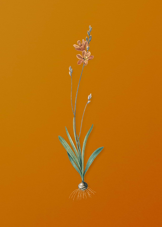 Mossel Bay Tritonia Flower