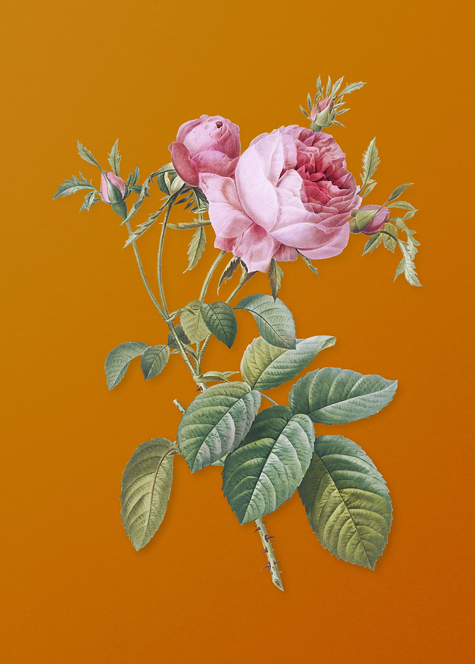 Pink Cabbage Rose de Mai