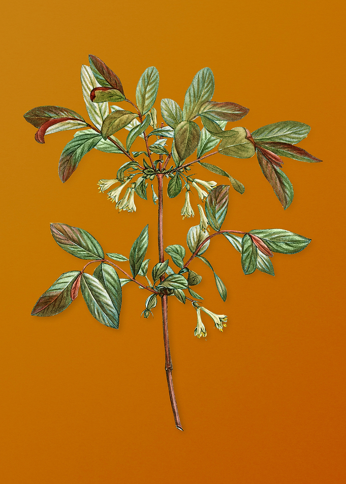 Vintage Honeyberry Flower