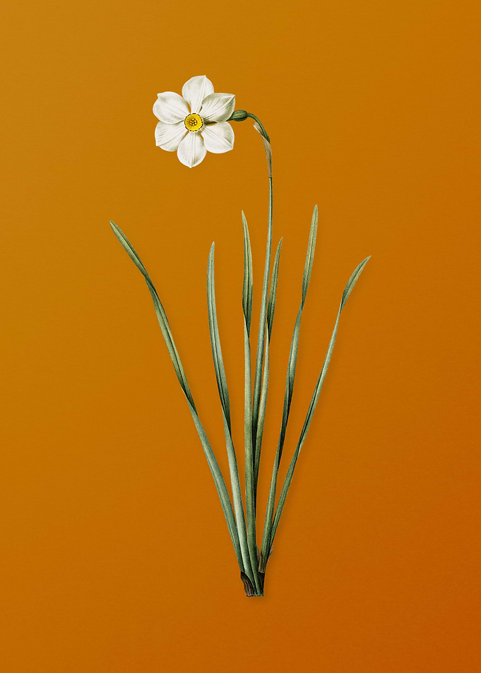 Vintage Narcissus Poeticus