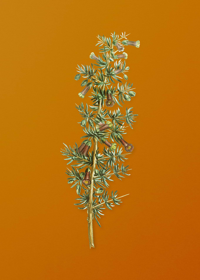 Vintage Kraal Honey Thorn