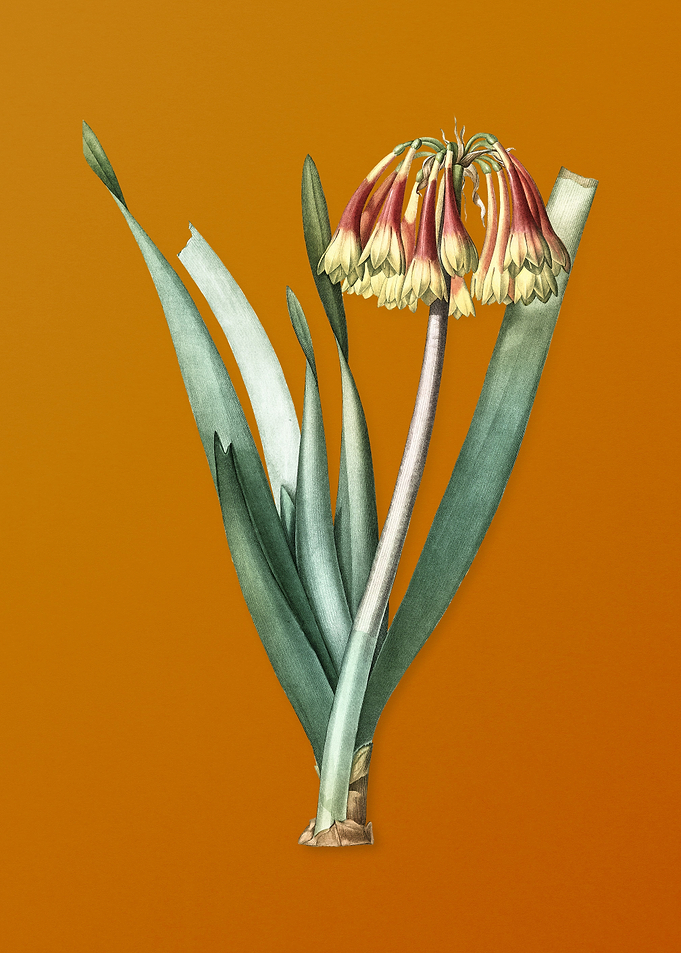 Vintage Knysna Lily Flower