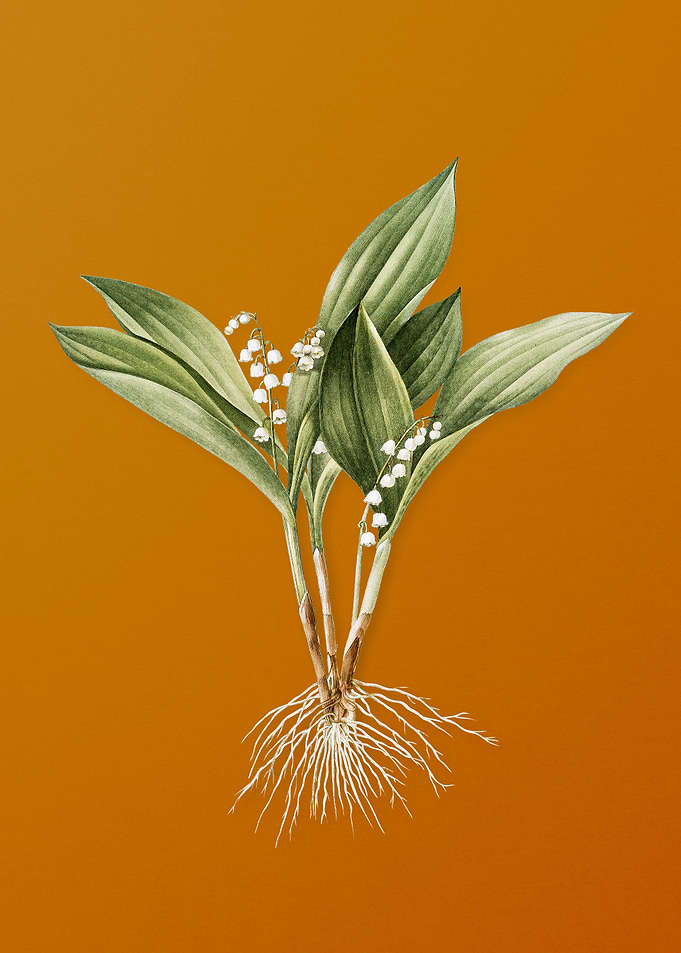 Vintage Lily of the Valley