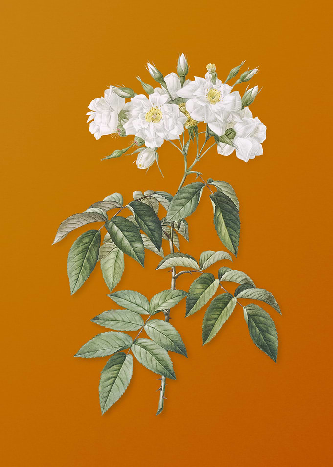 Vintage Musk Rose Flower