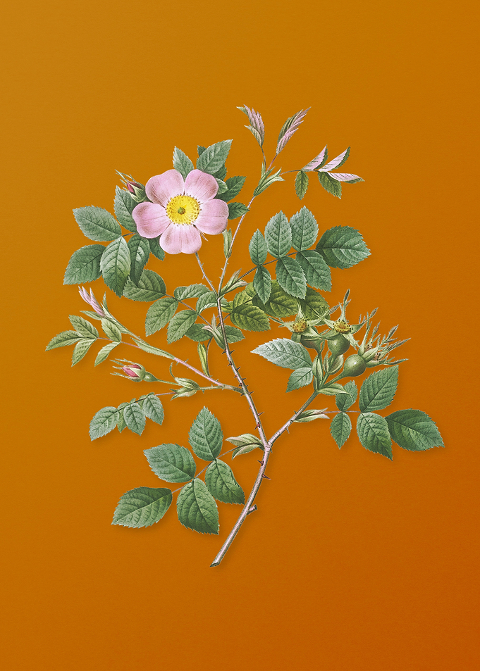 Vintage Malmedy Rose