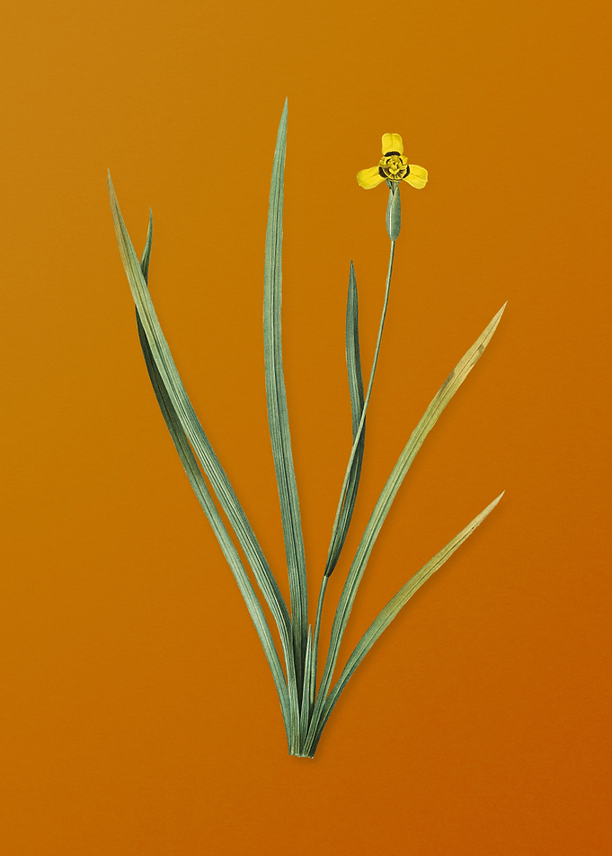 Vintage Iris Martinicensis