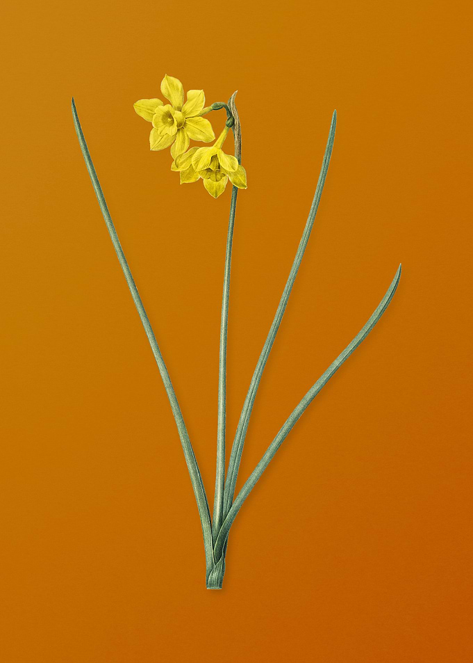 Vintage Narcissus Odorus