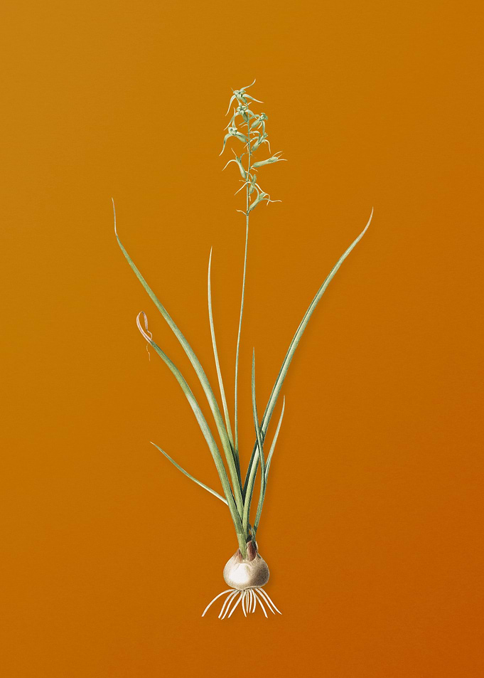 Vintage Hyacinthus Viridis
