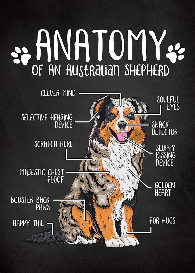 Australian Shepherd Aussie