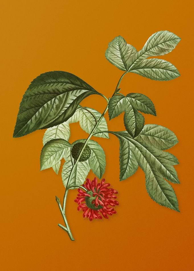 Paper Mulberry Flower