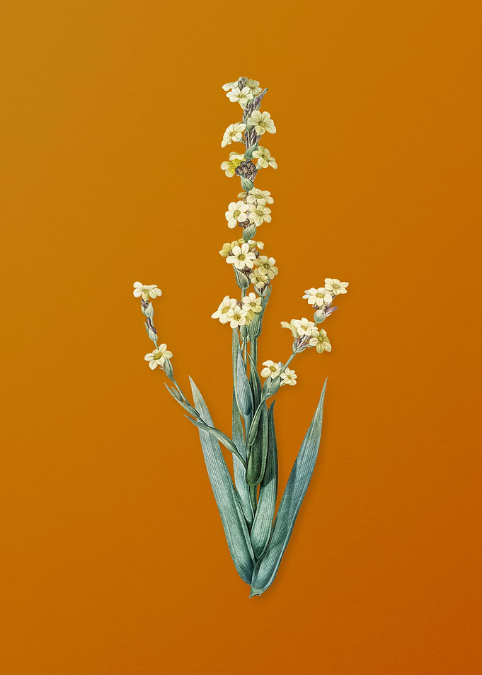 Pale Yellow Eyed Grass