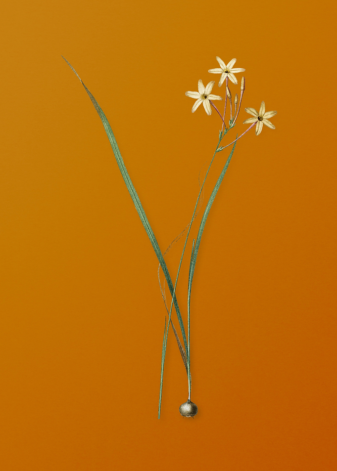 Vintage Ixia Longiflora