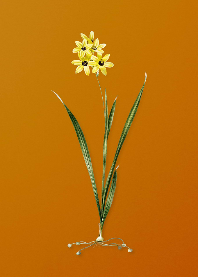 Vintage Ixia Fusco Citrina