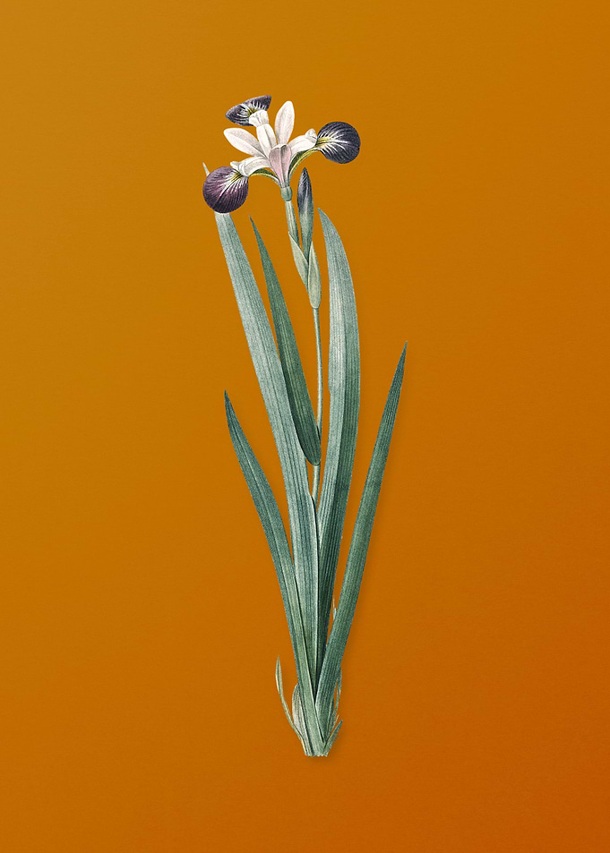 Vintage Harlequin Blueflag