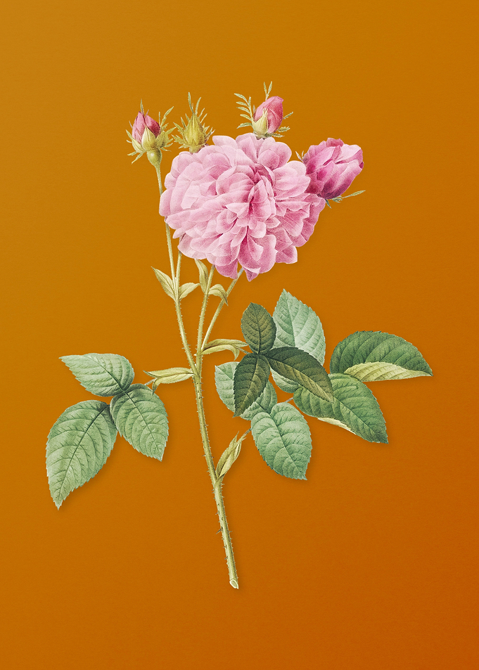 Vintage Pink Agatha Rose