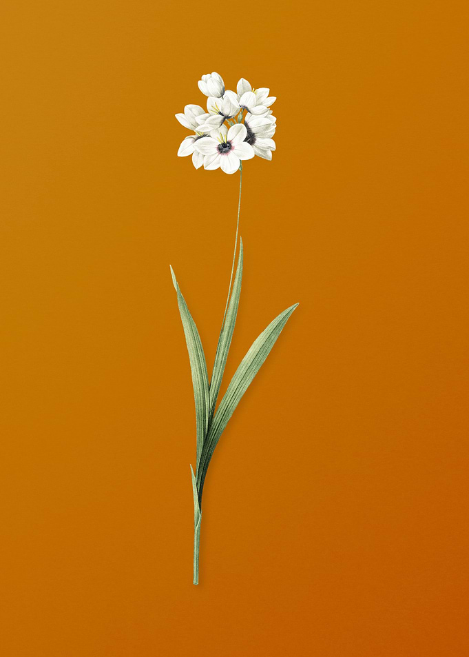 Vintage Ixia Maculata