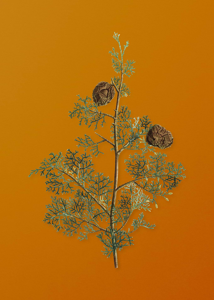 Mediterranean Cypress