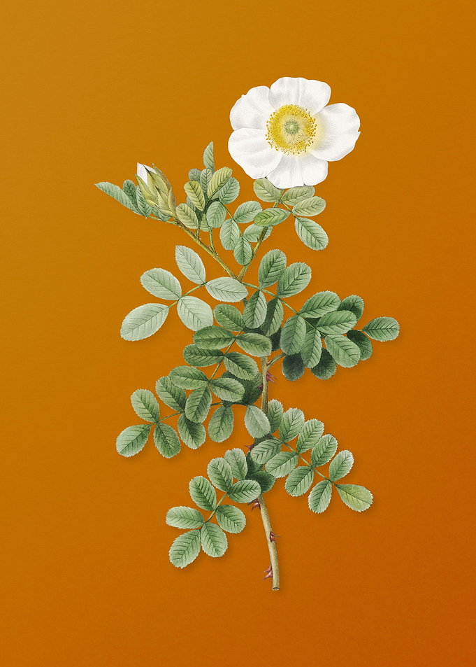Vintage Macartney Rose