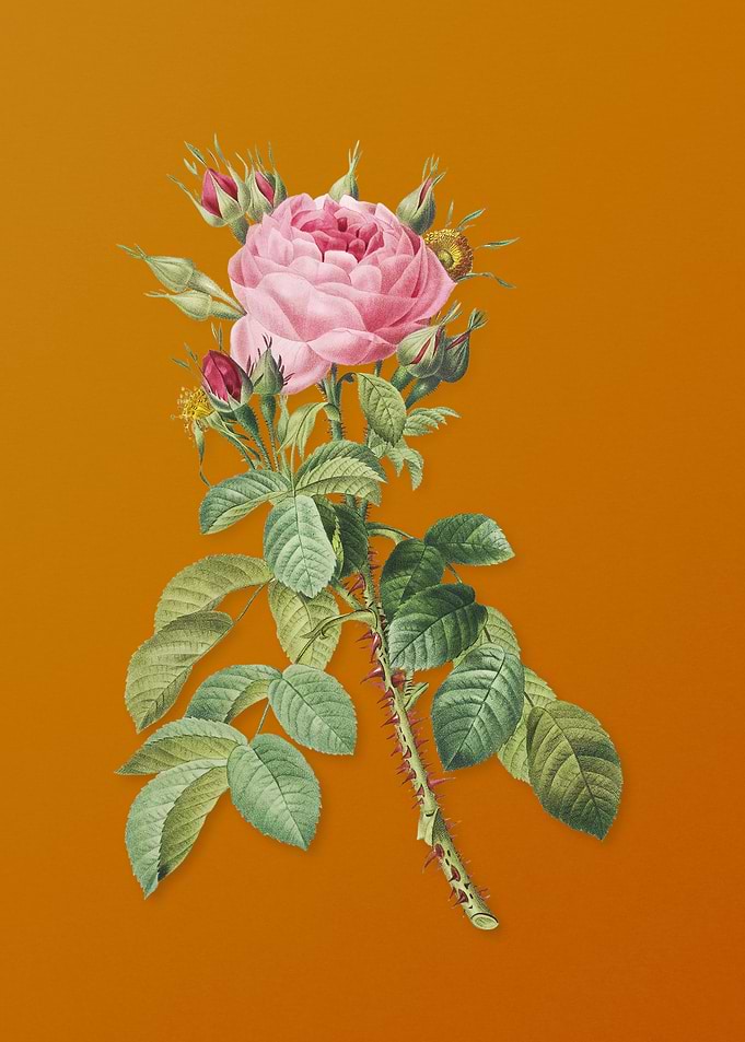 Lelieurs Four Seasons Rose