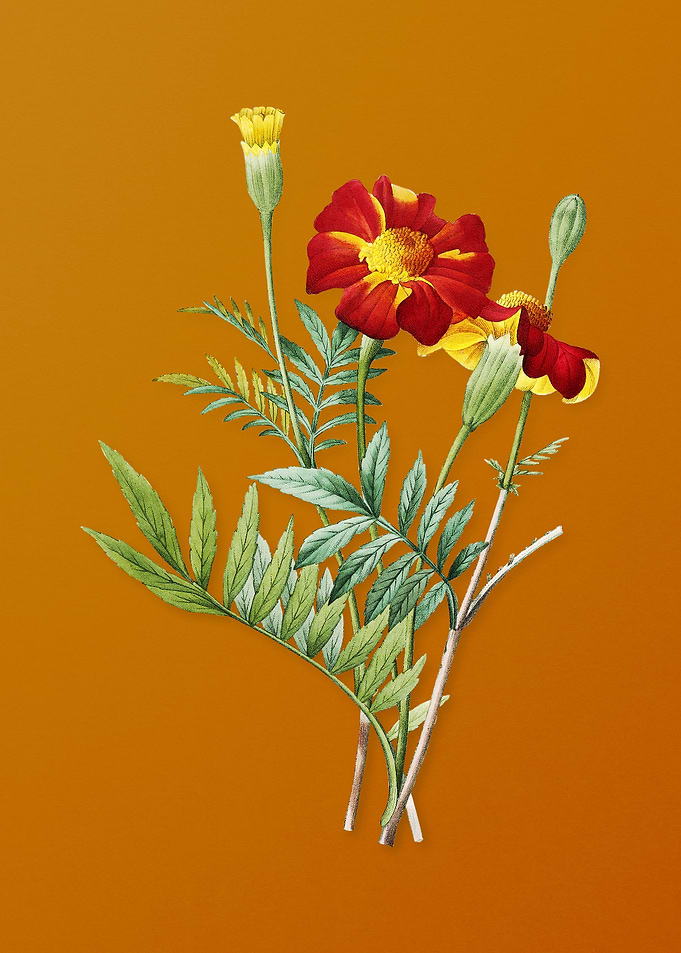 Vintage Mexican Marigold