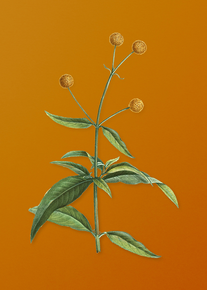 Vintage Orange Ball Tree