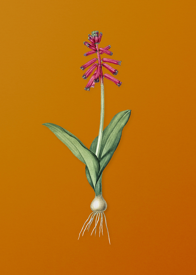 Vintage Lachenalia Pendula