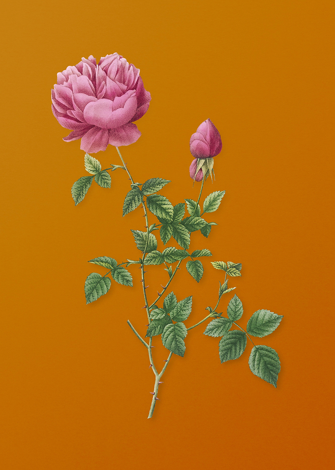 Pink Autumn China Rose