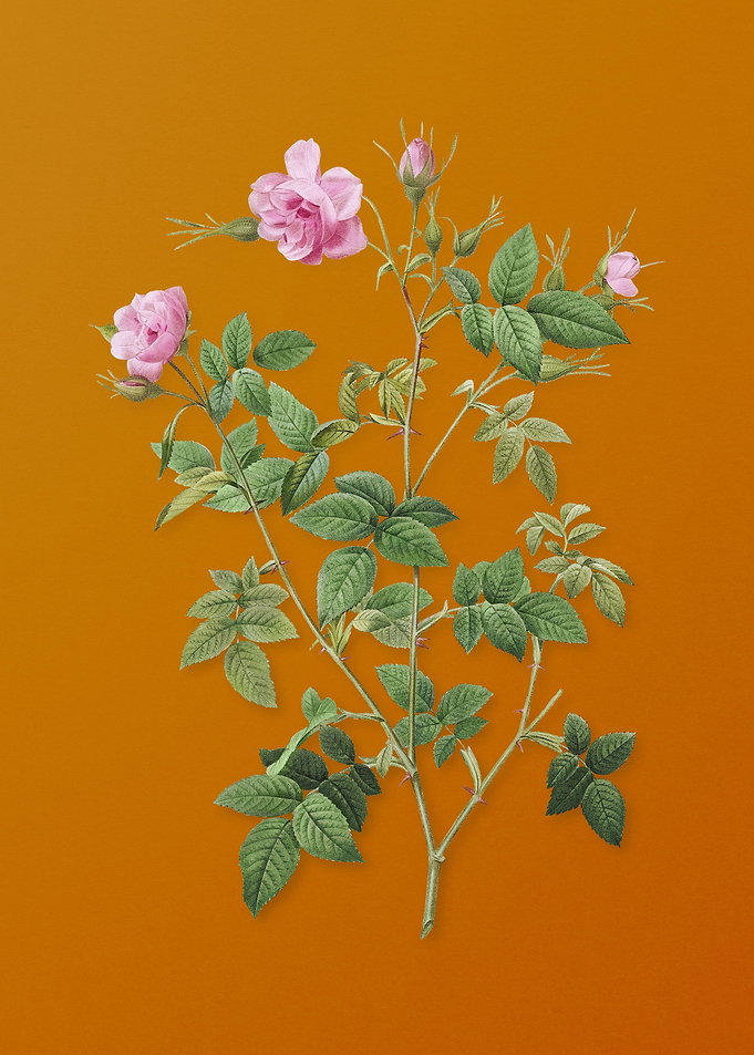 Pink Flowering Rosebush