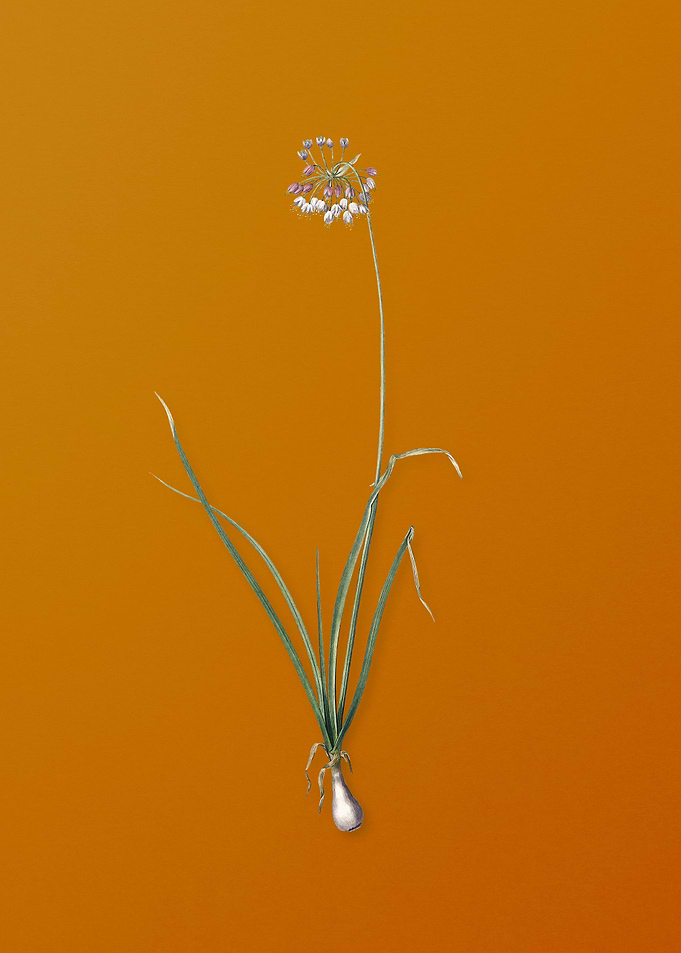 Vintage Nodding Onion