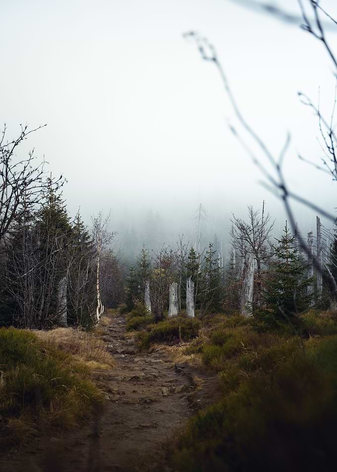 Moody Forest