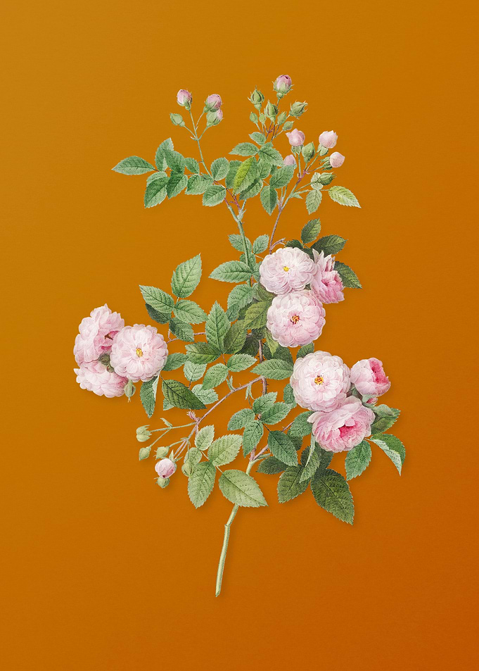 Vintage Pink Baby Roses